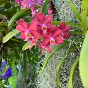 Meet your Posher, Mya